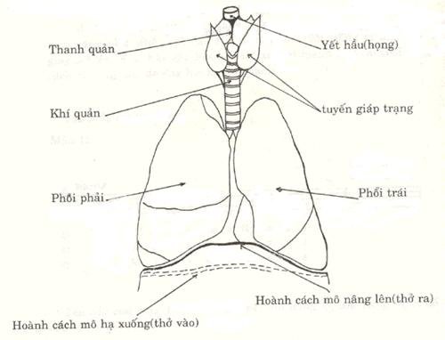 Thanh Nhạc Lý Thuyết và Thực Hành